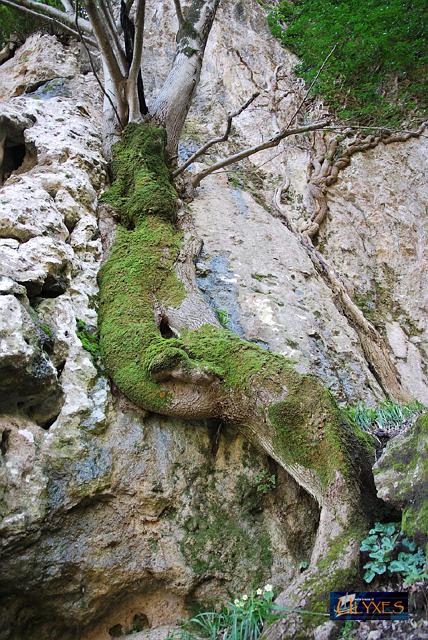 albero appoggiato alla roccia.JPG